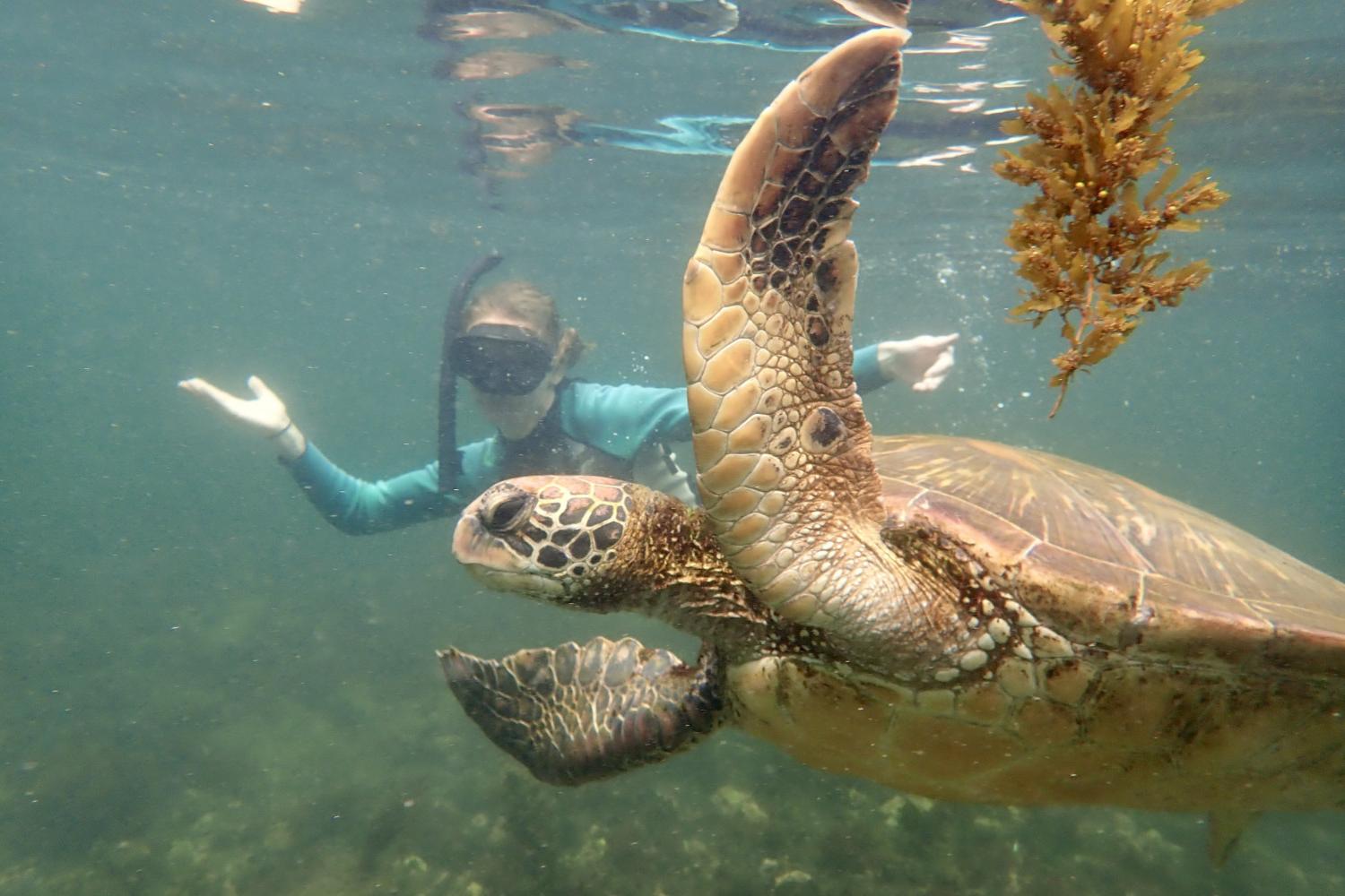 一名<a href='http://swvcvil.whgaolian.com'>bv伟德ios下载</a>学生在Galápagos群岛游学途中与一只巨龟游泳.